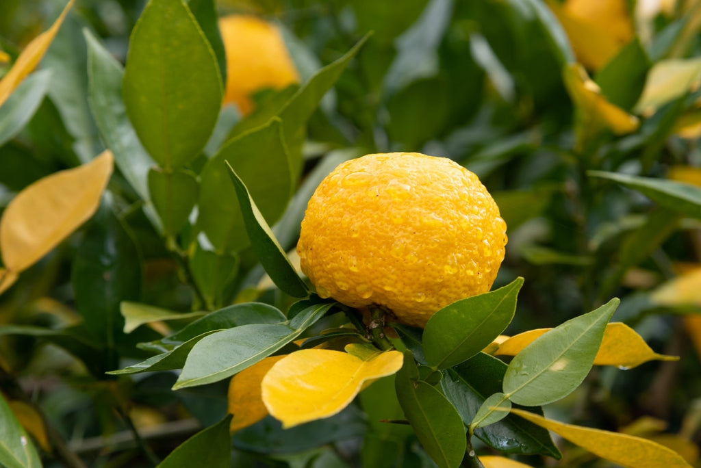 消費しているのに地球にやさしい?ー身近にできるエコ習慣ー