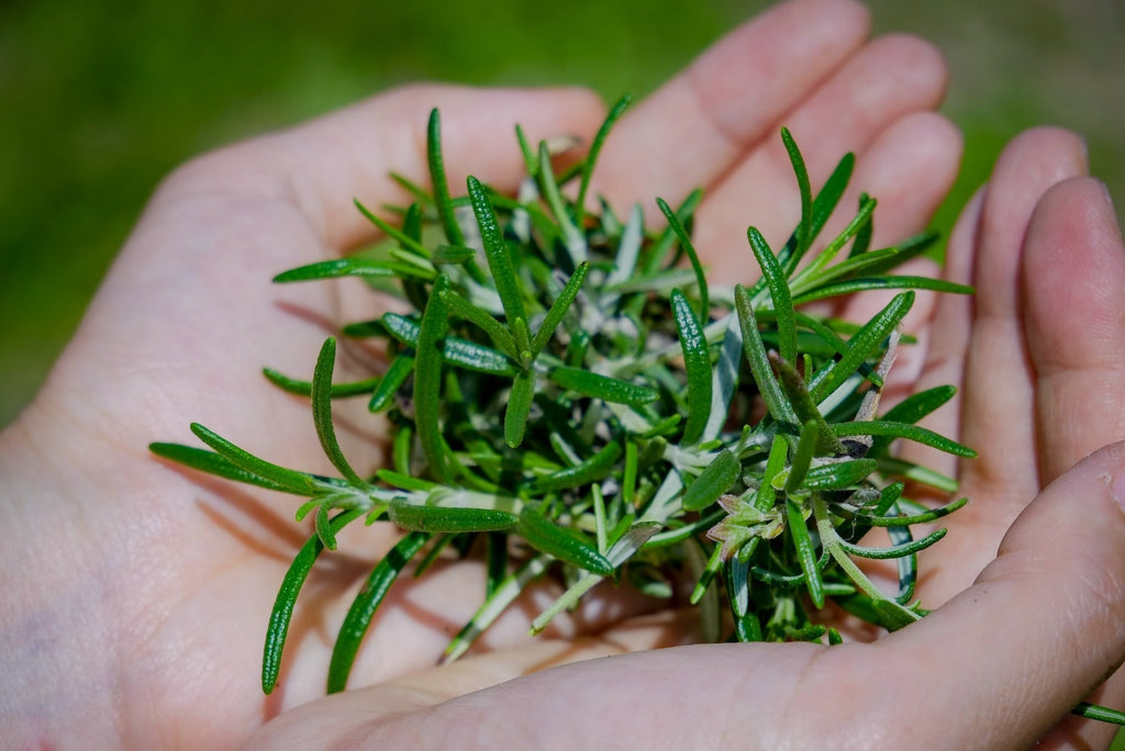 Beのこだわり植物図鑑ー美容にもうれしい植物の力ー